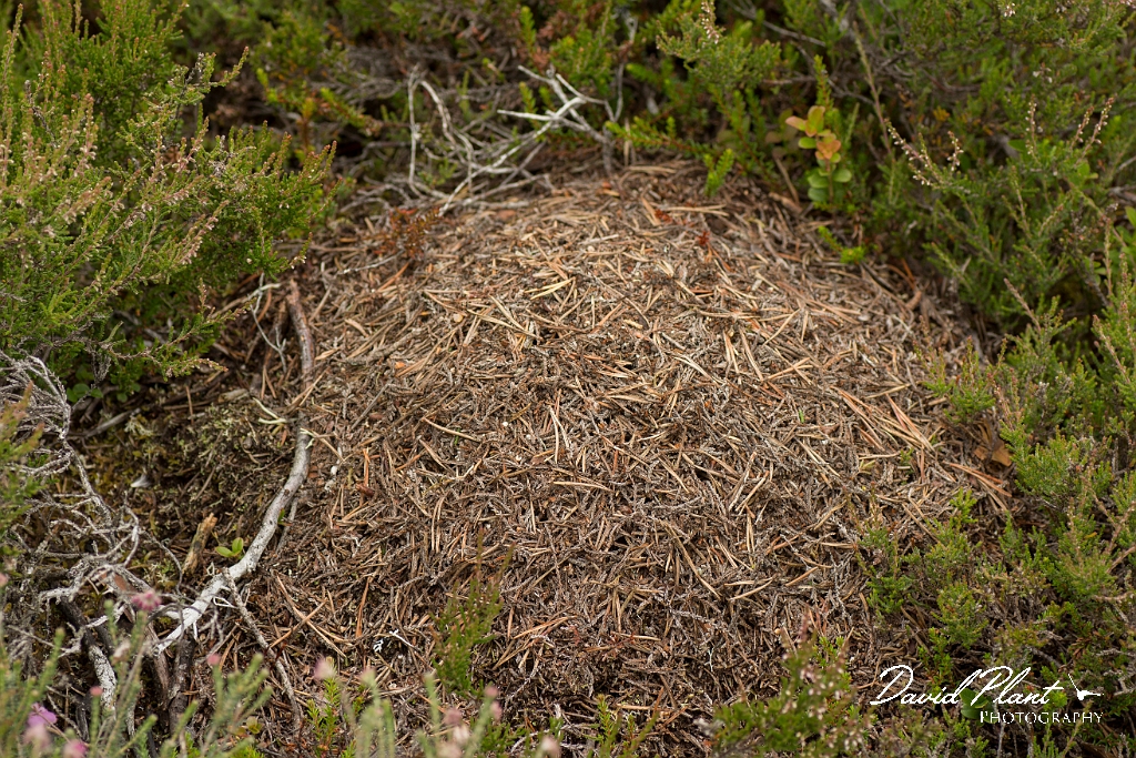 David Plant Photography - Wildlife Photography - Formica lugubris - D.jpg - Hairy wood ant, Formica lugubris - Perth and Kinross